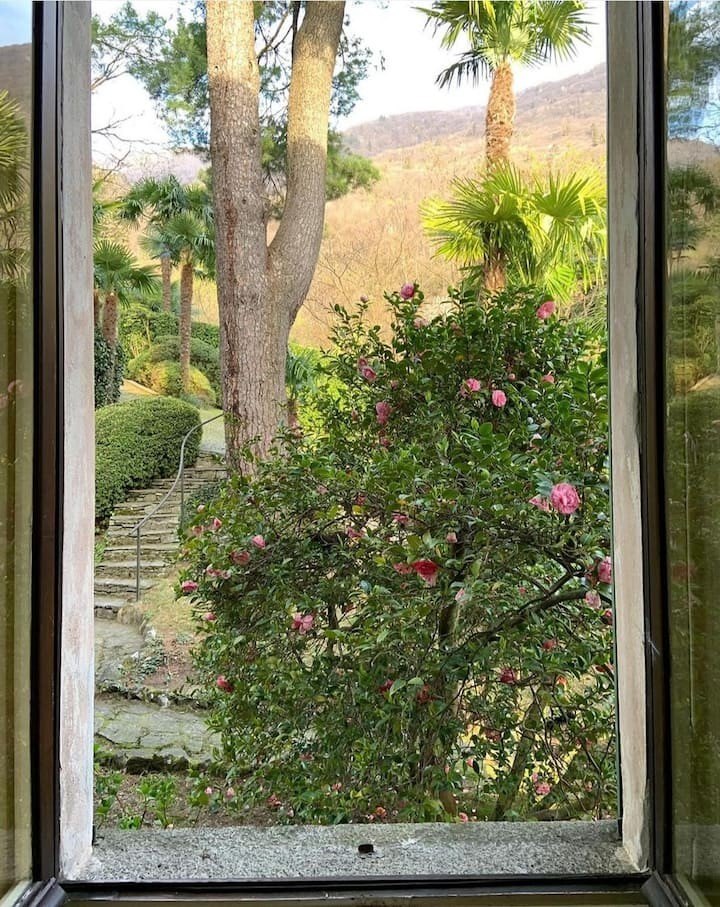 Camellias and palms seen through the kitchen window