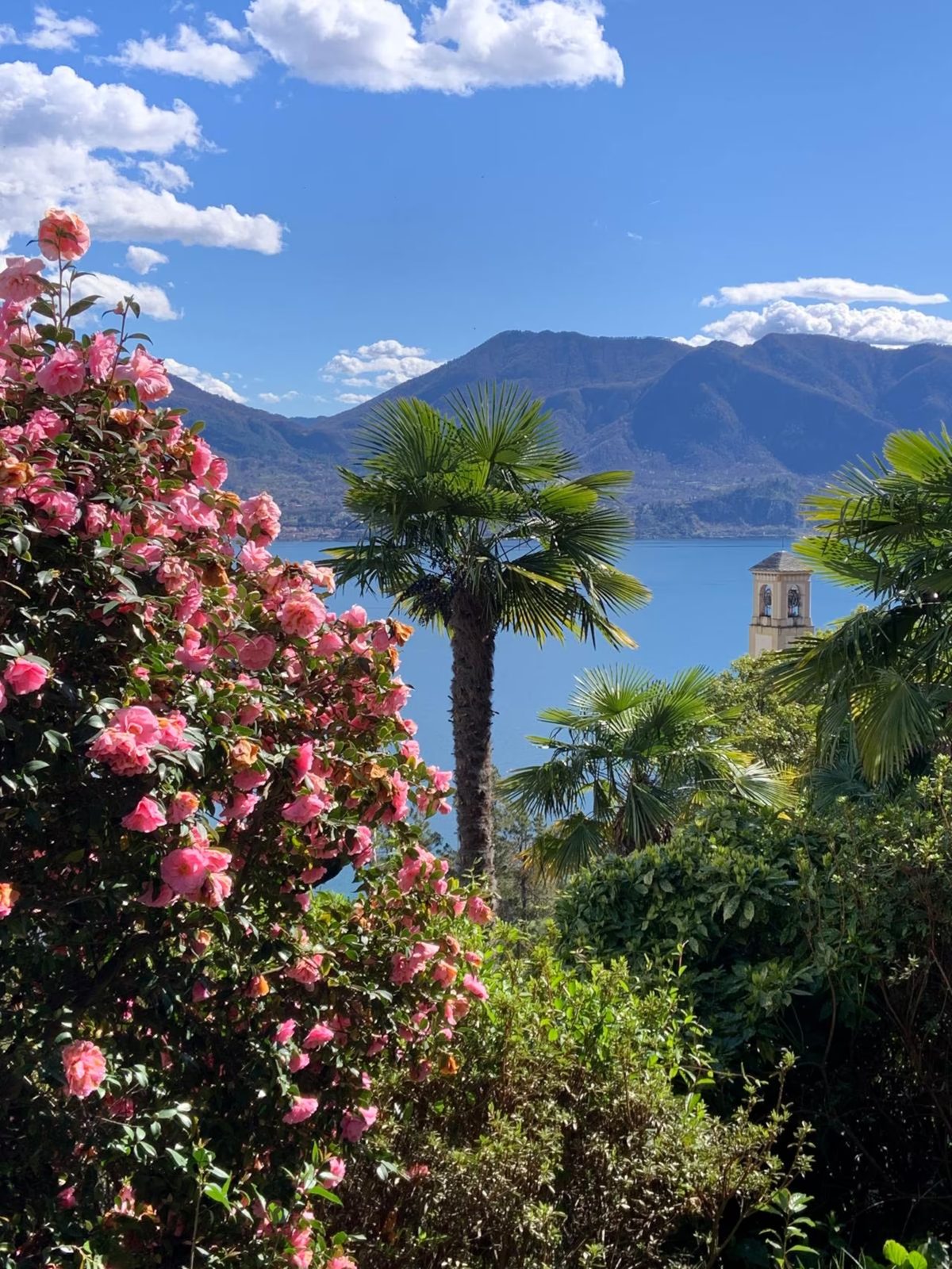 Pink camellias and palms in the garden, with the lake and the church tower beyond