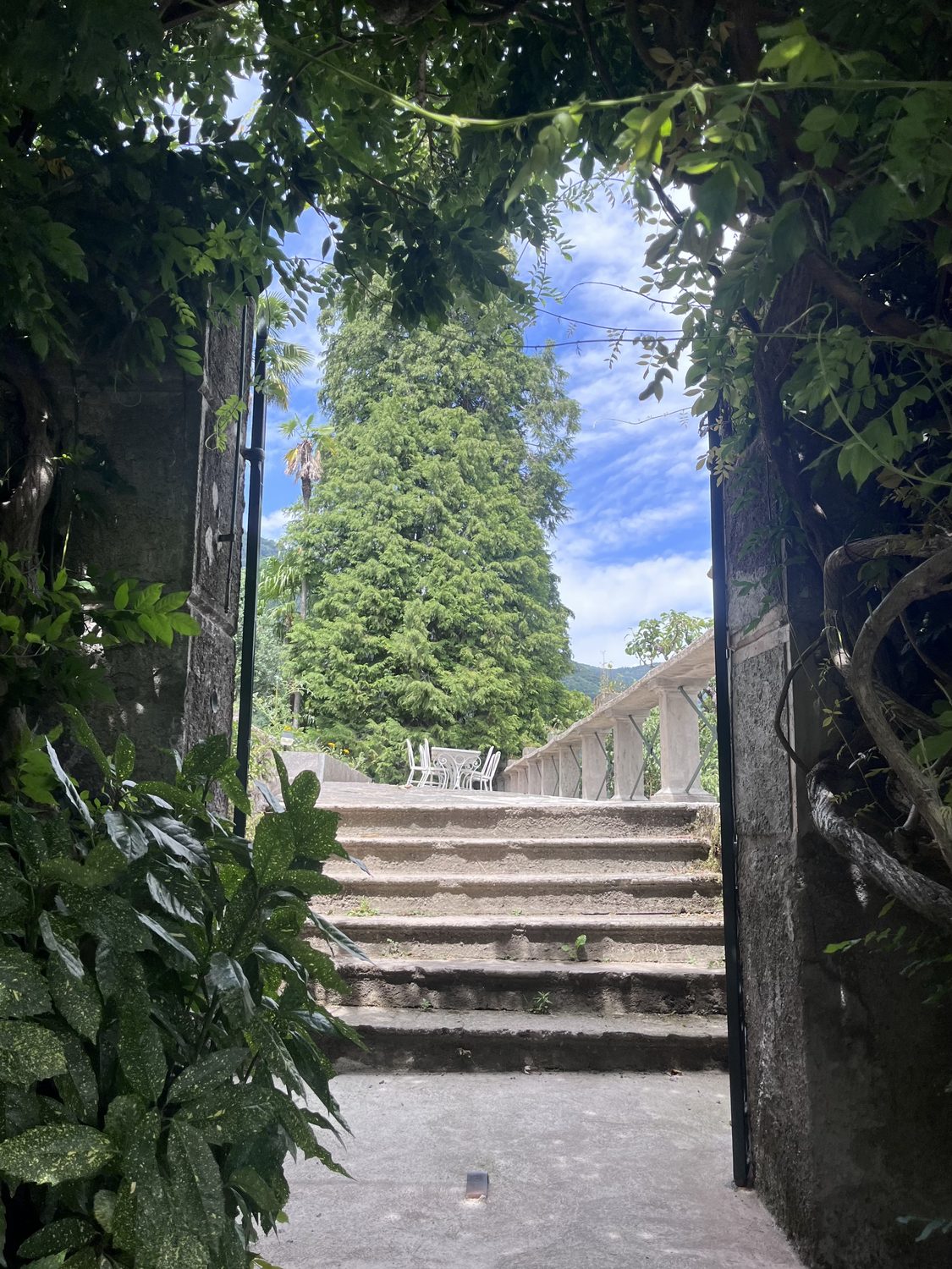 Stone steps under a leafy pergola leading up to the terrace